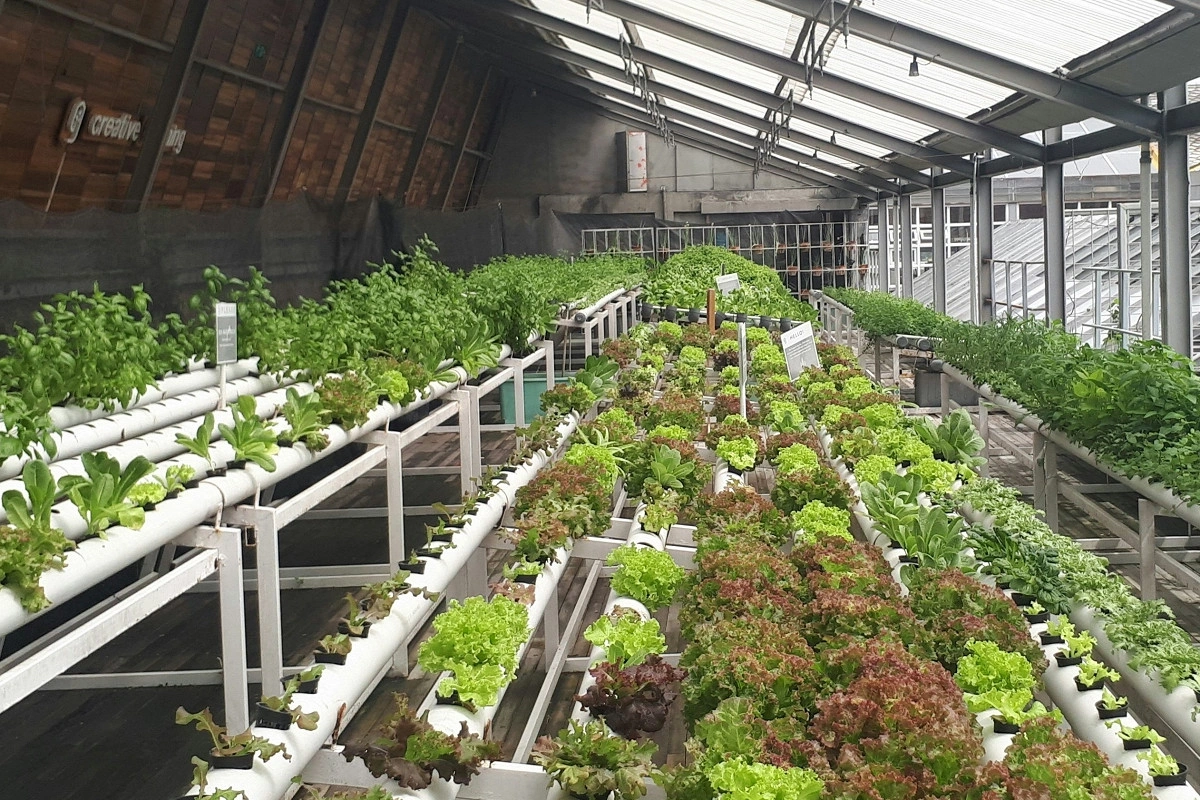 İflic olmuş çinli bir barmağı ilə ağıllı ferma düzəltdi