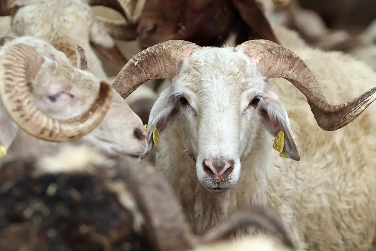 Qurban ətindən kabab etmək olarmı? - Çox insanı maraqlandıran cavab Qurban ətindən kabab etmək olarmı? - Çox insanı maraqlandıran cavab