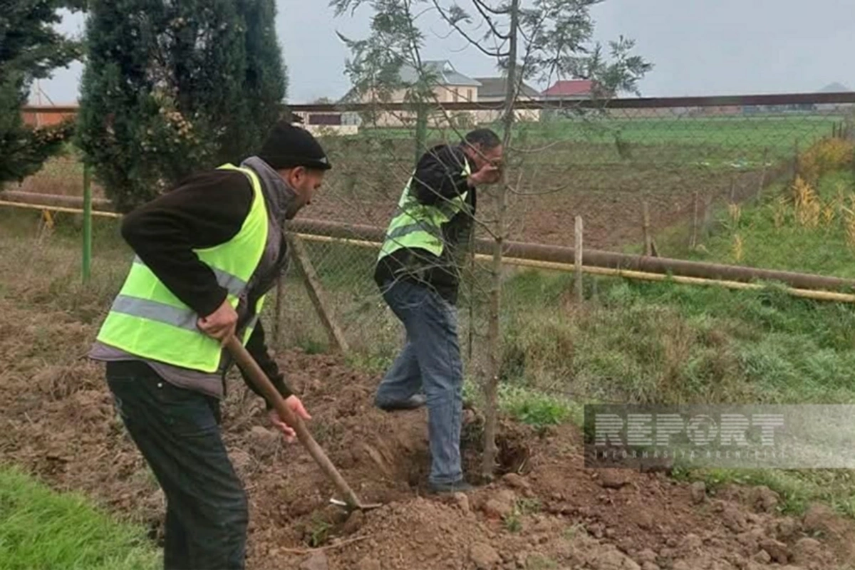 Cəlilabadda 70 ədəd Şərq tuyası ağacı əkilib