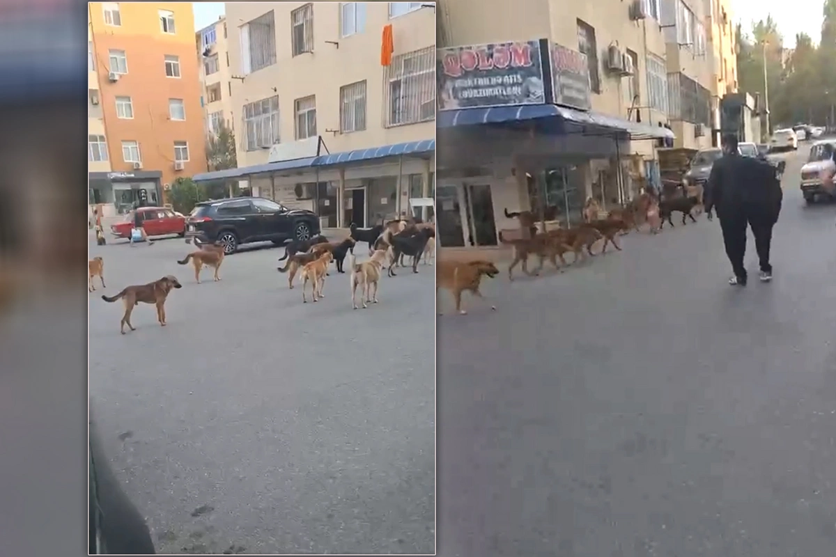 Masazırda sürü halında dolaşan küçə iti QORXU SAÇIR Masazırda sürü halında dolaşan küçə iti QORXU SAÇIR