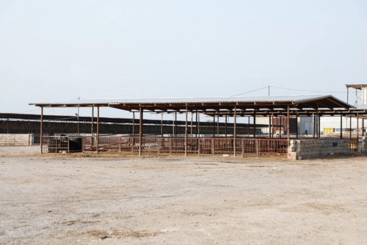 На скотных рынках продолжаются контрольные мероприятия