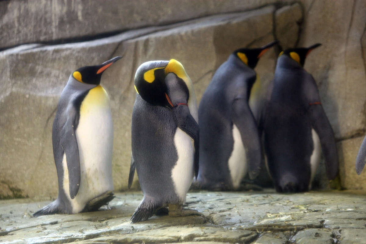 Penguins are under threat of extinction due to climate change