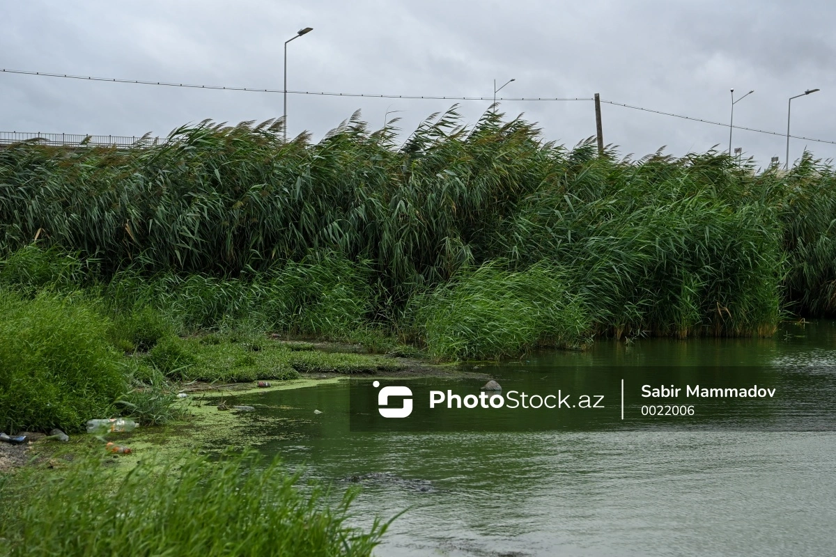 Tovuzda göldə qadın meyiti tapıldı