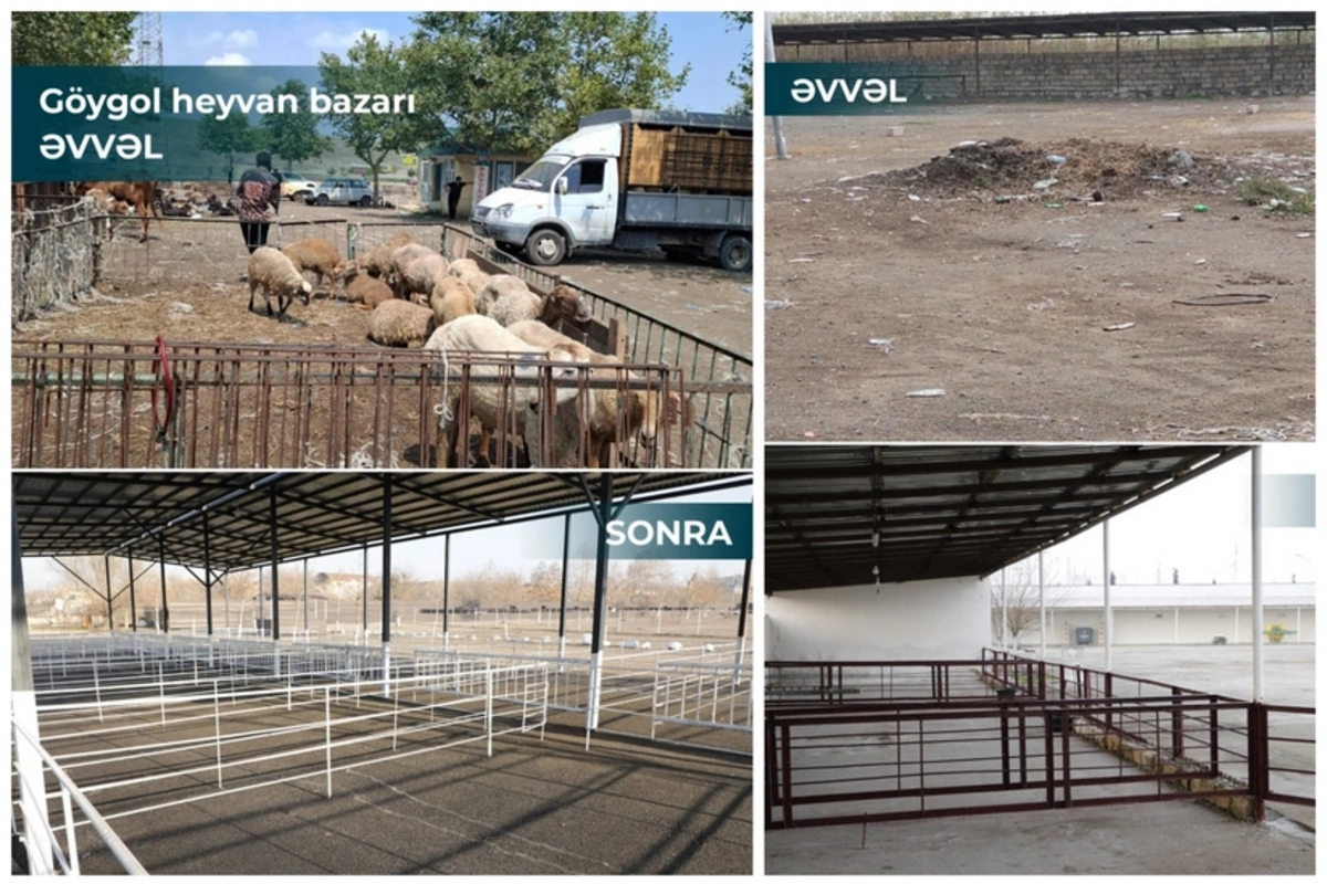 İki rayonda heyvan bazarları fəaliyyətə başlayıb