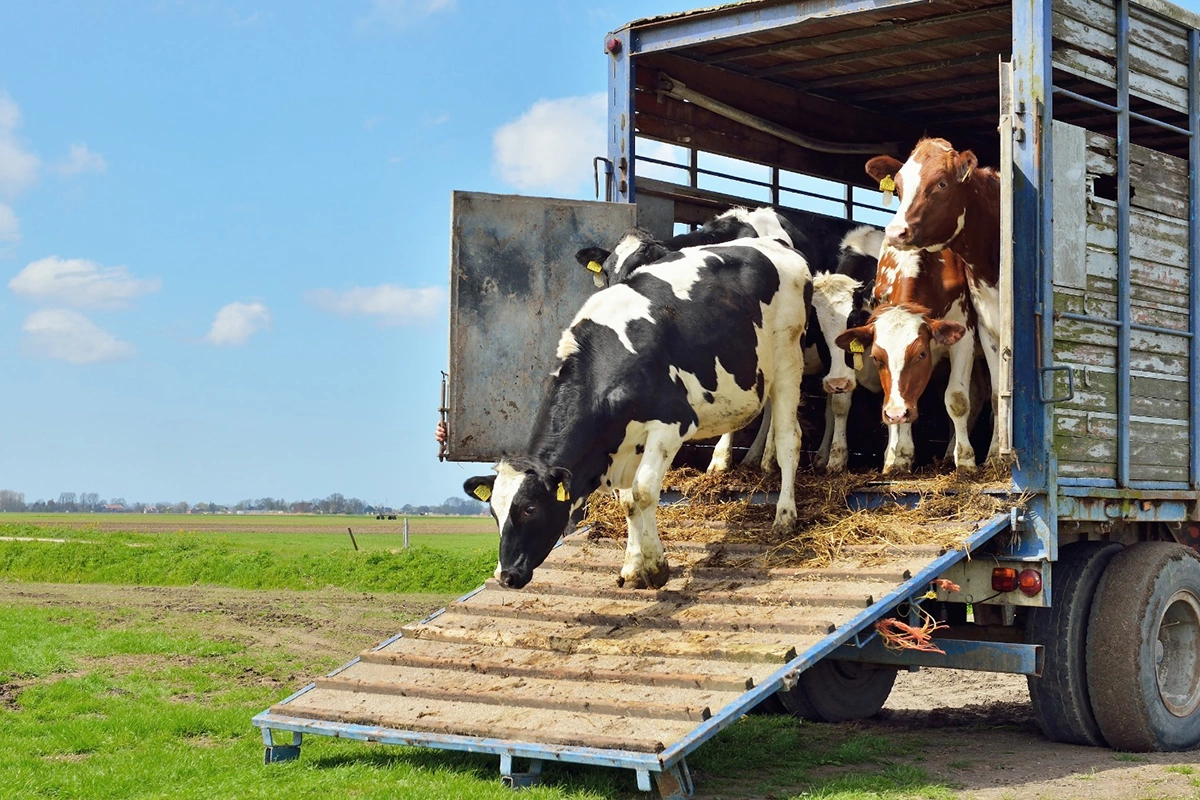 Gürcüstandan heyvan idxalına qoyulan məhdudiyyət aradan qaldırılıb