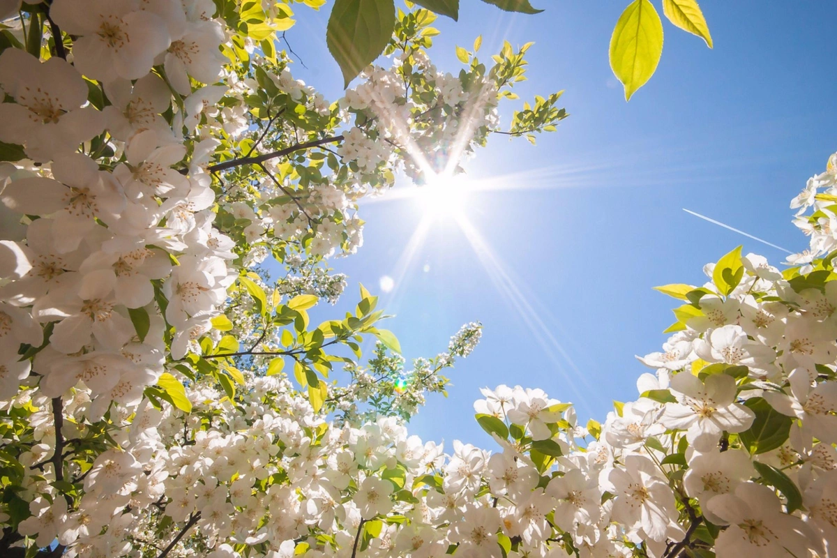Tomorrow in Azerbaijan temperatures up to 35° are expected Tomorrow in Azerbaijan temperatures up to 35° are expected