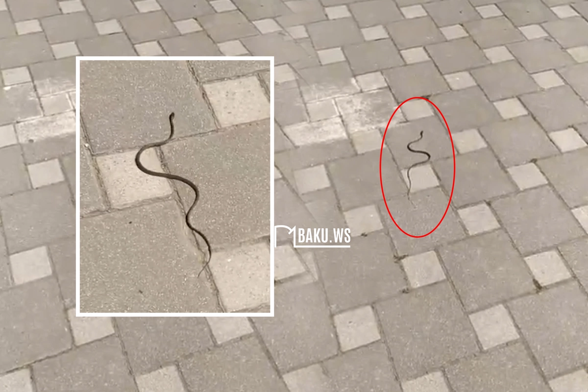 Bakı məktəbində ilan peyda oldu - Valideynlər QORXU İÇİNDƏ