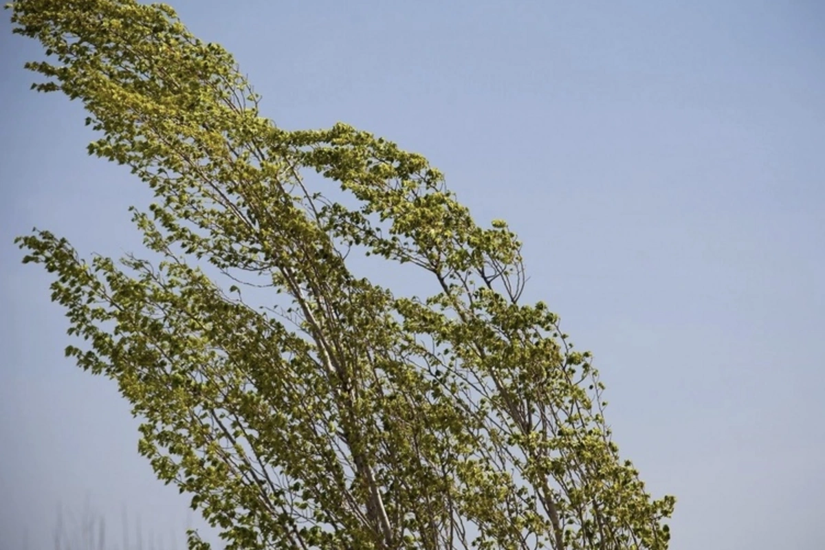 Küləkli hava şəraiti ilə bağlı sarı xəbərdarlıq verilib
