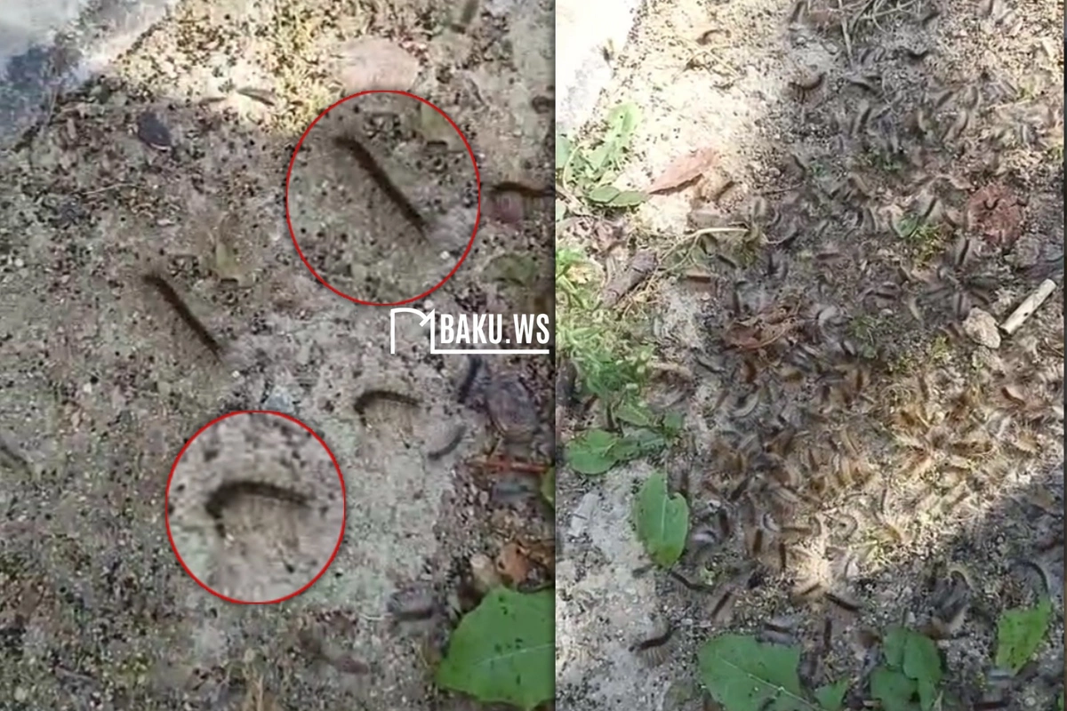 Bakı sakinlərinin həyətinə tırtıl HÜCUMU - Rəsmi qurum hərəkətə keçdi