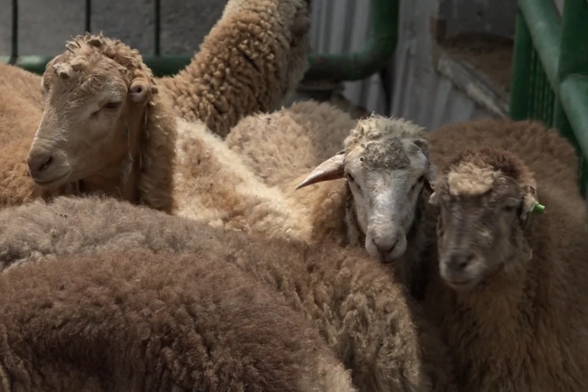 Qurban bayramı ilə bağlı hazırlıq işləri yekunlaşıb