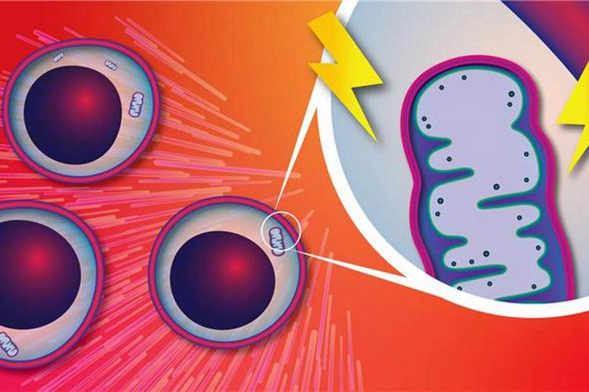 Scientists have found a way to stop dangerous blood mutations associated with aging
