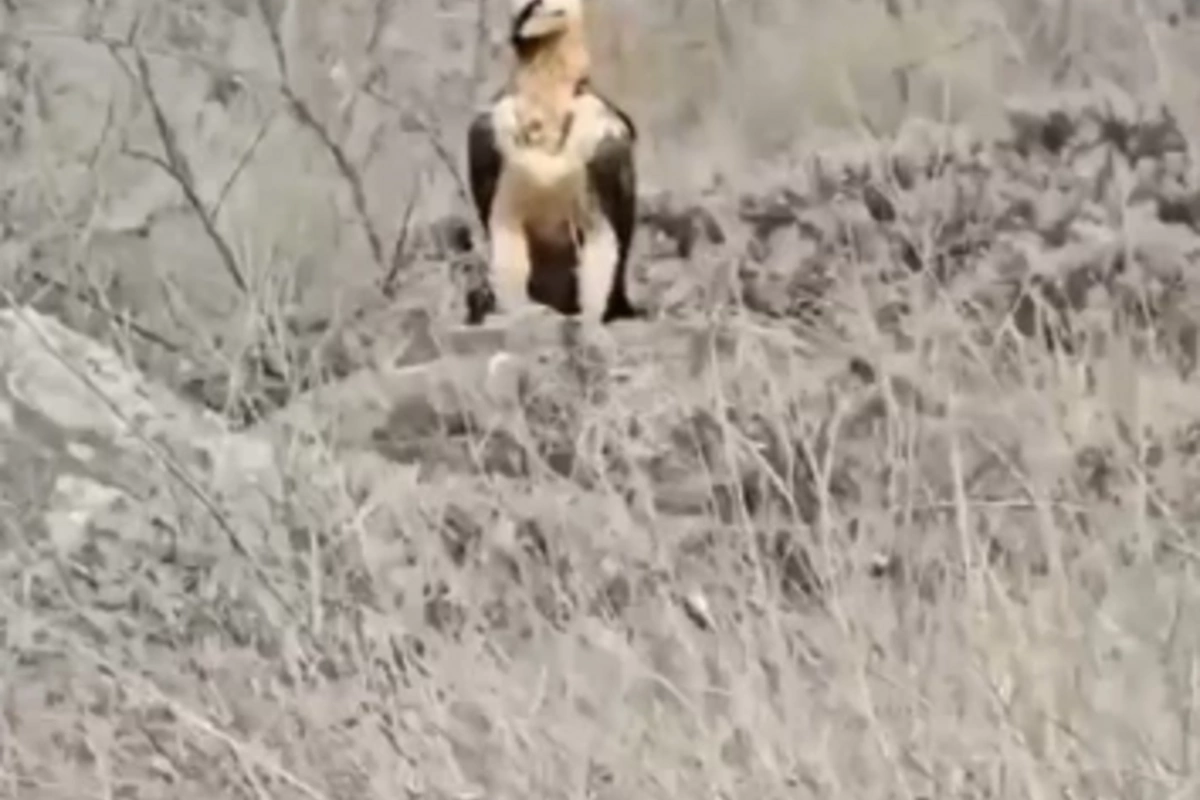 Хищная птица бородач замечена в Лачыне