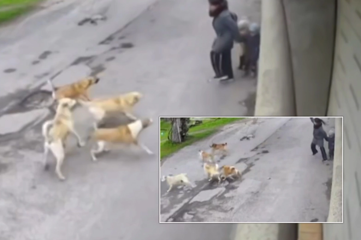 İtlərin hücum anında ana özünü övladlarına sipər etdi