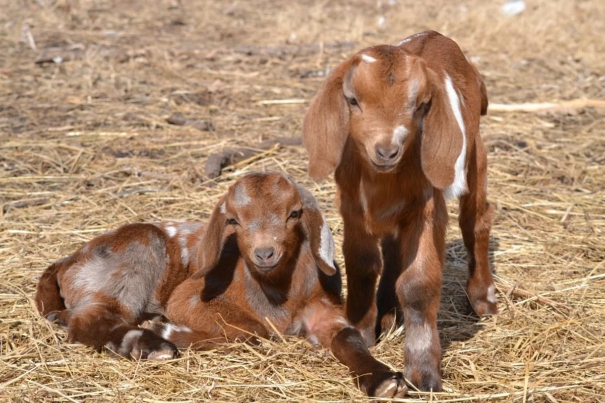 В Азербайджане вырос спрос на мясо козленка: в чем причина?
