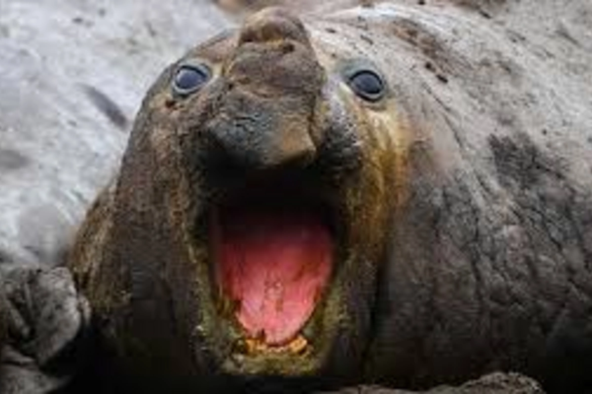 Due to bird flu, a mass die-off of elephant seals has begun Due to bird flu, a mass die-off of elephant seals has begun