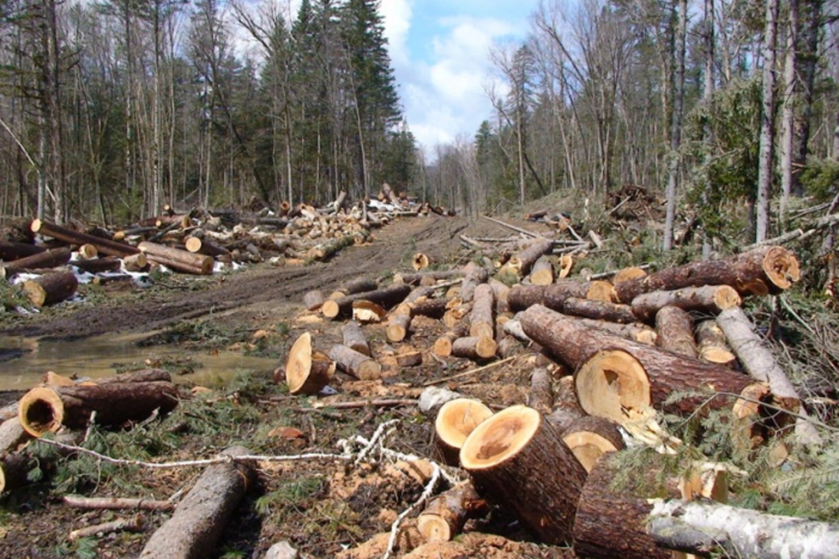 Tovuzda ağaclarının qırılması ilə bağlı araşdırma aparılır