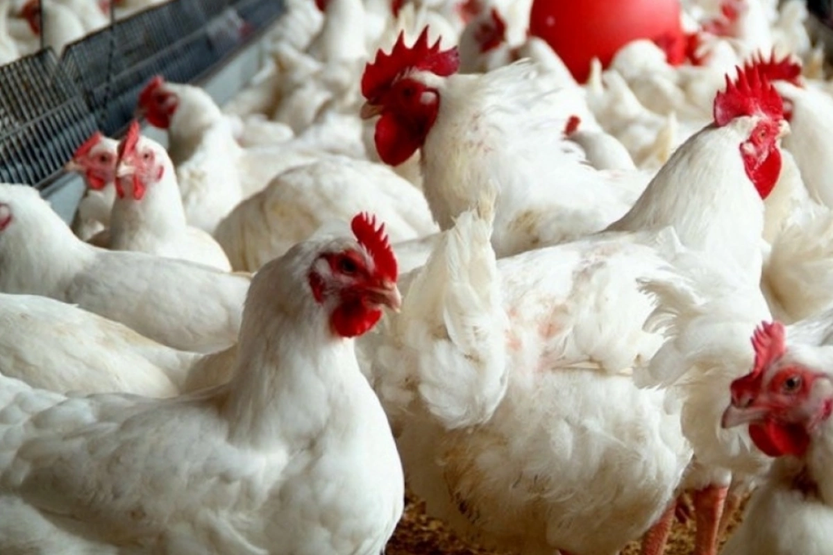 Azərbaycanda quş qripi və Nyukasl xəstəliyinə yoluxma var?