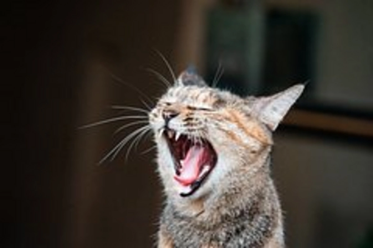 Revolutionary breakthrough: AI will decipher animal conversations