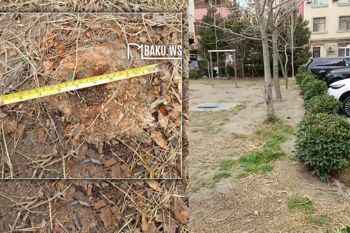 Bakıda 10 metrlik ağac bir gecədə yoxa çıxarıldı