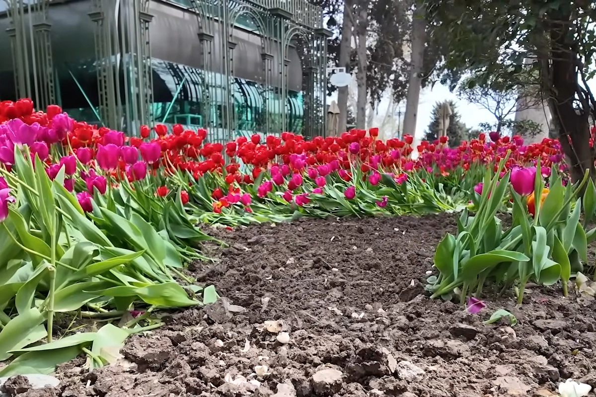 Кто затоптал цветы на бакинском бульваре?