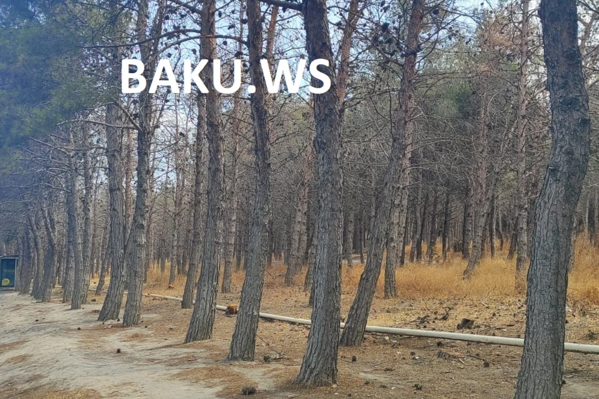 Biləcəri parkında ağaclar kütləvi kəsilib?
