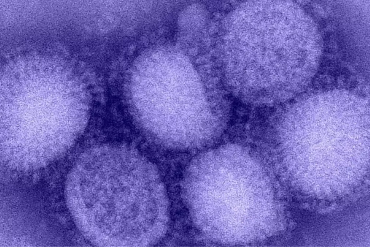 Bir çox ölkədə XƏBƏRDARLIQ! - Yeni H3N2 ştammı sürətlə yayılır