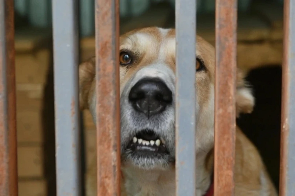 Euthanasia of stray animals has been allowed in Russia Euthanasia of stray animals has been allowed in Russia