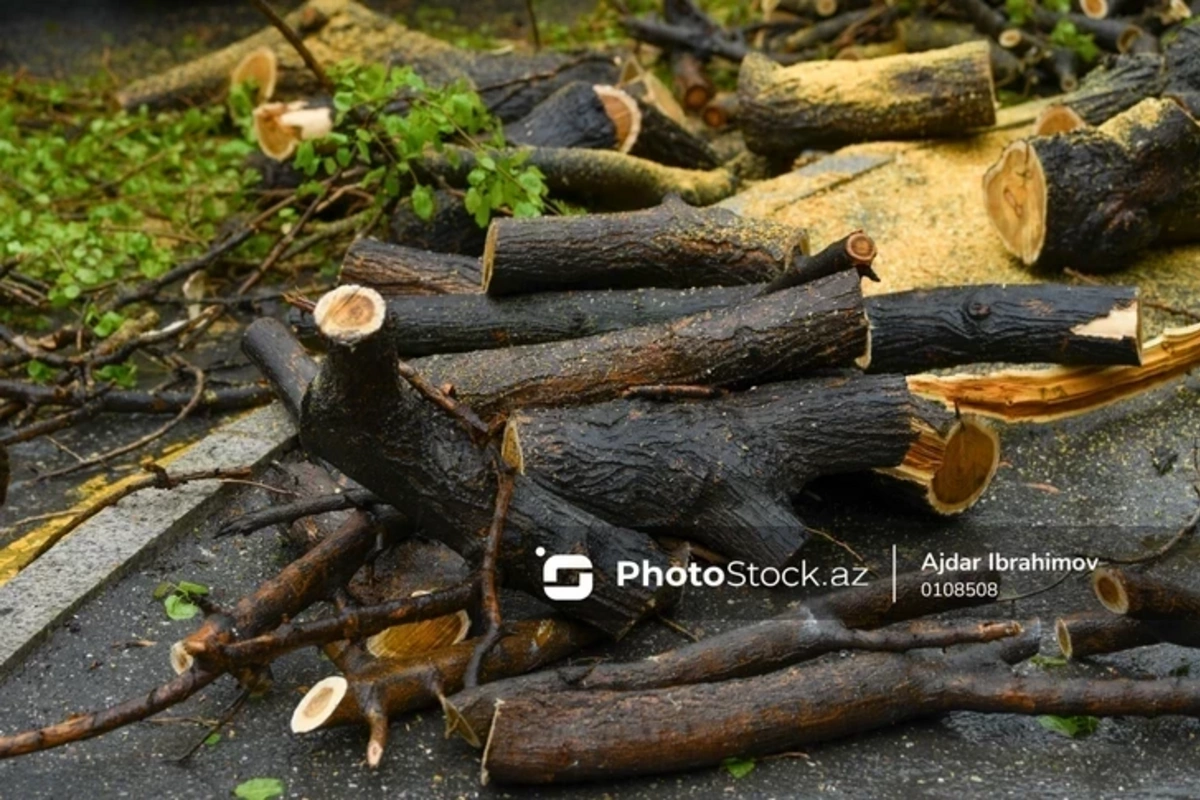 В Баку зафиксирована ночная вырубка деревьев: начата проверка