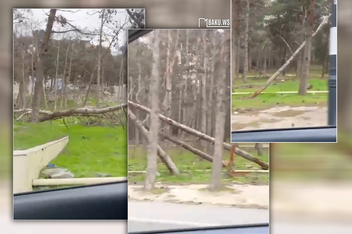 Biləcəridə ACINACAQLI HAL - Ağacları kütləvi məhv edən kimlərdir?