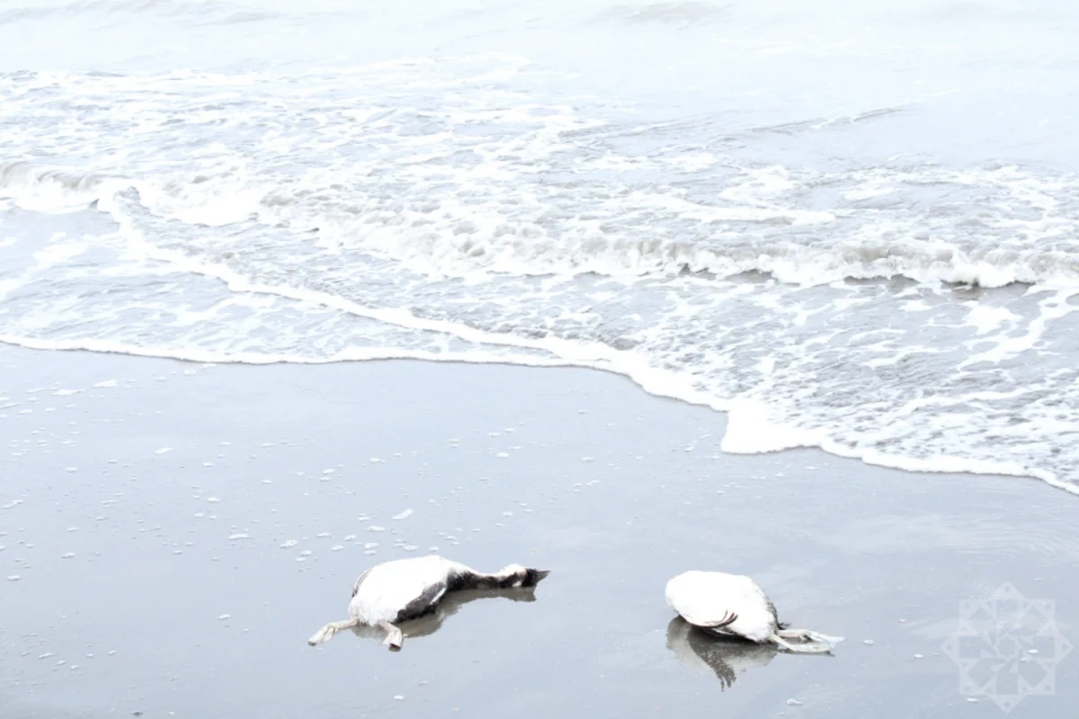 На побережье Каспия в Хачмазе погибли тысячи поганок