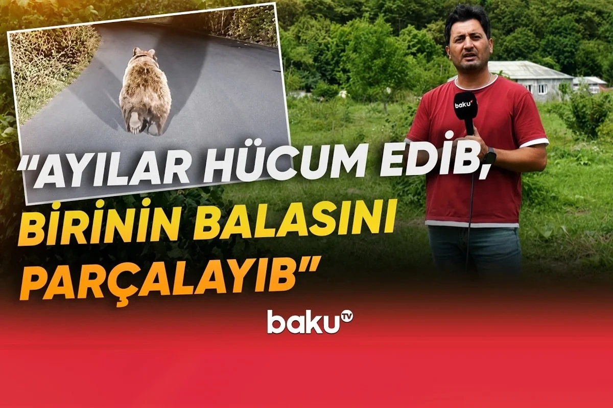 Qubada ayı təhlükəsi: Sakinlər qorxu içində qalıblar