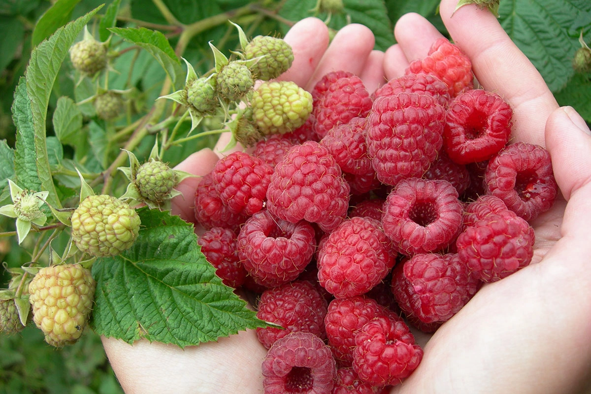 When can you start eating raspberries in Azerbaijan? When can you start eating raspberries in Azerbaijan?