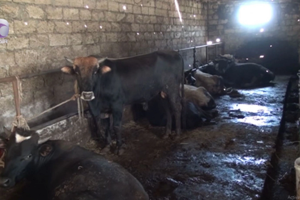 Dabaq xəstəliyi ilə bağlı saxta dərman satışı çoxalır - DİQQƏTLİ OLUN!