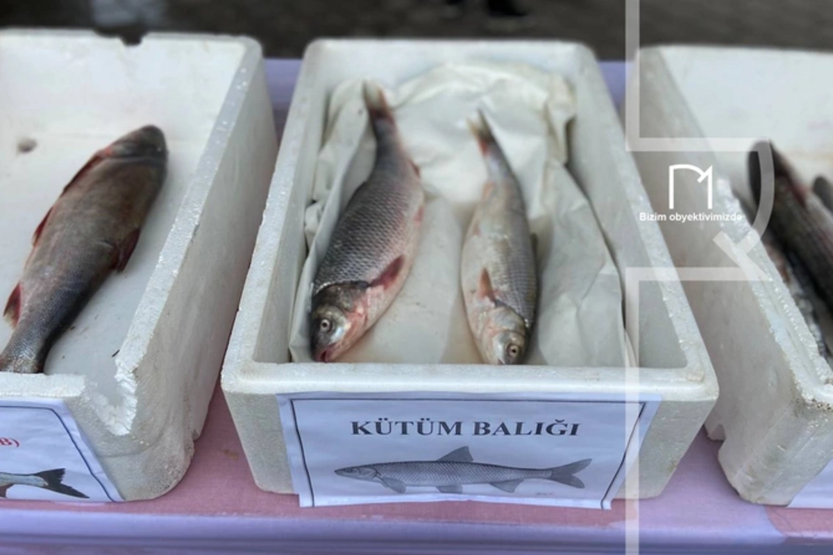 Xəzərin nadir balığı azalır - Vacib addımlar atılacaq