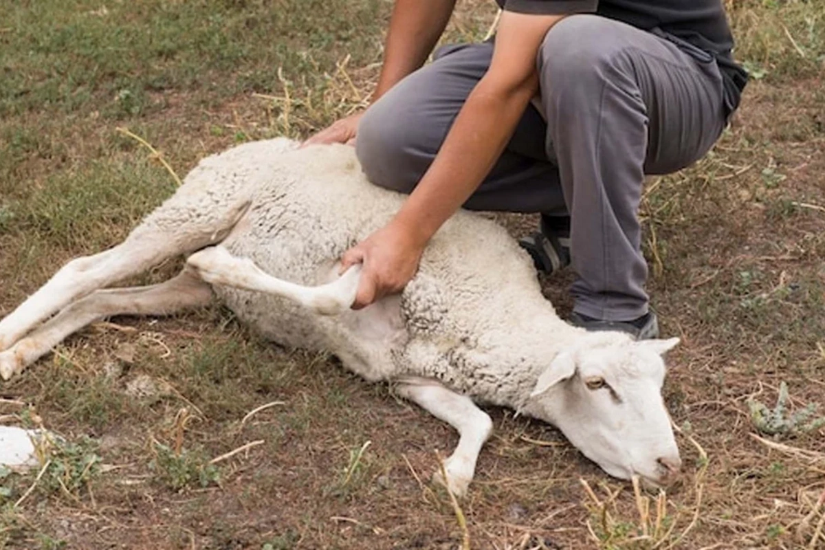 Bizi adam ölən gün qurban kəsməkdə ittiham edirlər - Məhkəmədə şok ifadələr