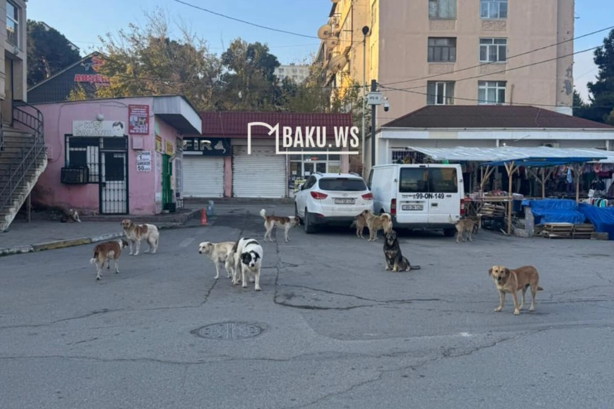 Məktəbin qarşısındakı 11 küçə iti QORXU YAŞATDI