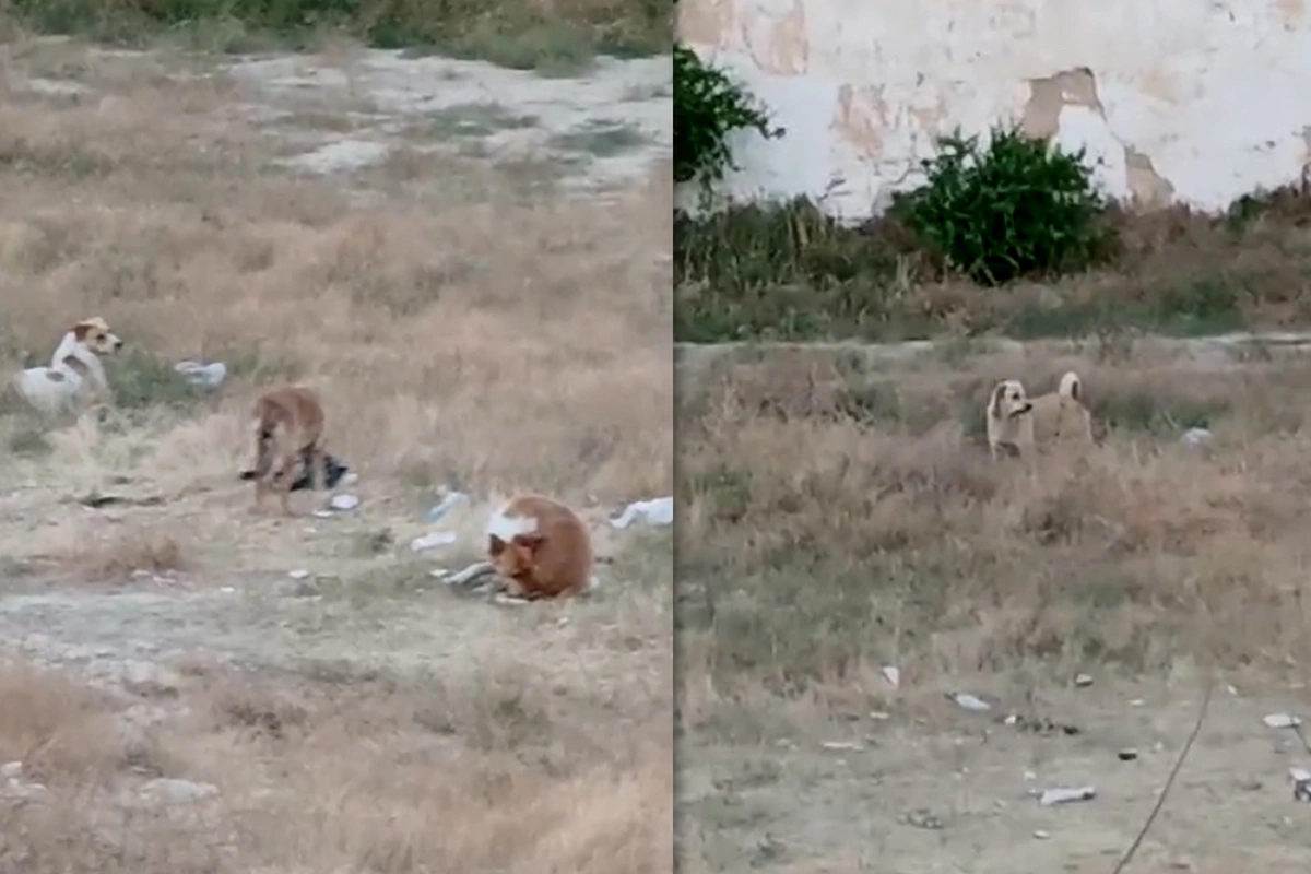 Attack by stray dogs in Baku: a child was injured