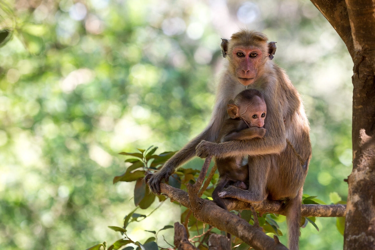Monkeys found to possess a trait previously considered unique to humans