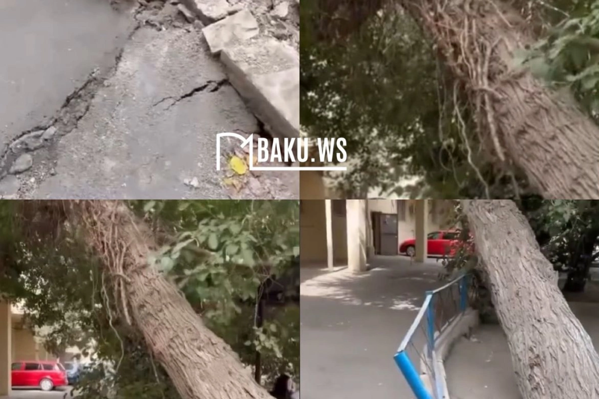 Nərimanovda ağac təhlükə saçır Nərimanovda ağac təhlükə saçır