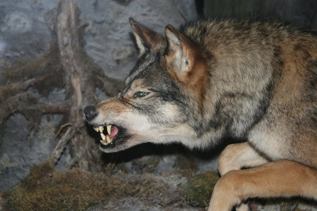 Şəkidə canavar kəndə hücum etdi: Sakinlər xəsarət alıb
