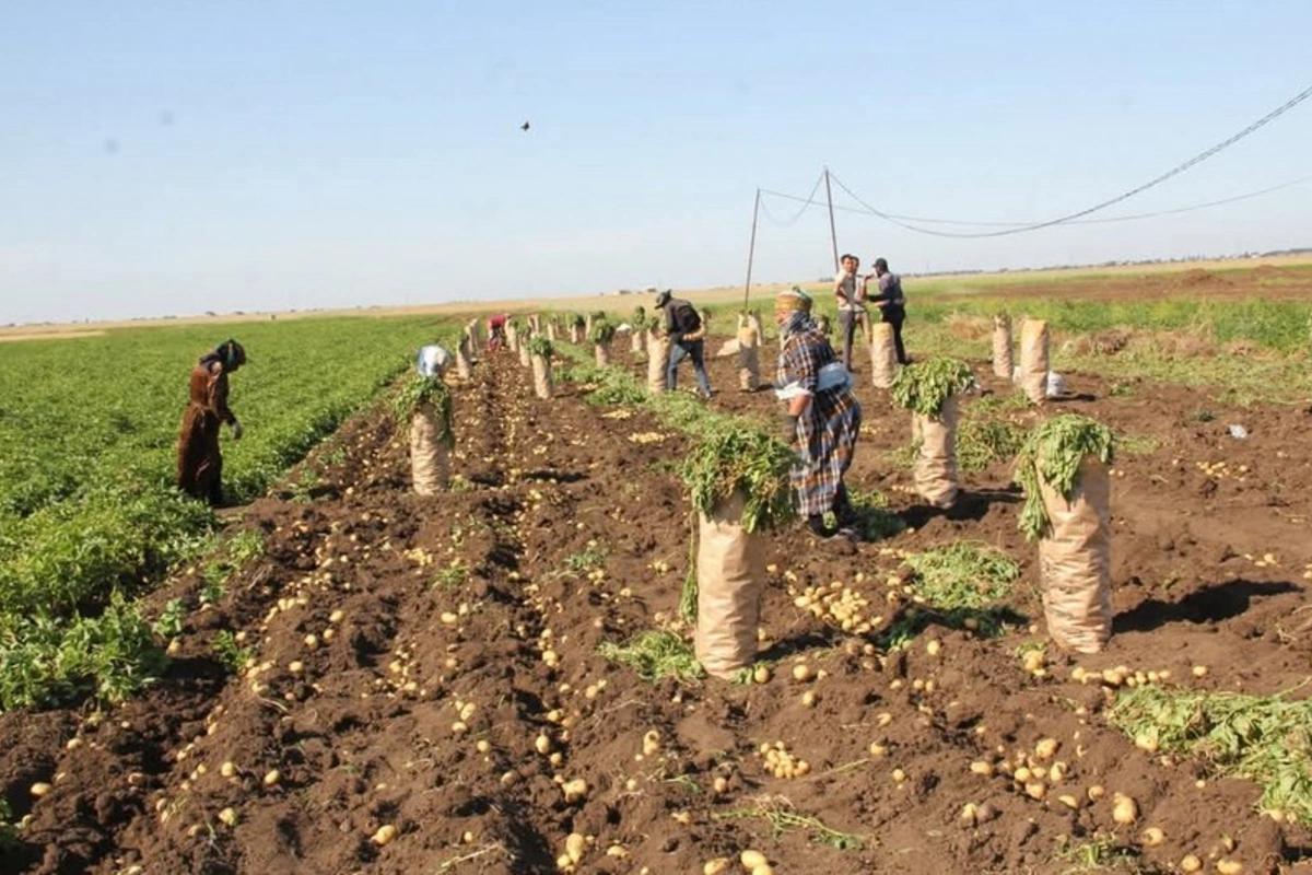 Cəlilabadda yığılan kartofun yarıdan çoxu xaricə ixrac olunub