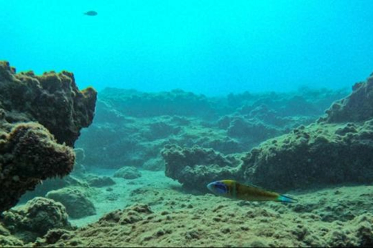 NASA peyki okean dibində 100 min gizli dağ aşkar etdi