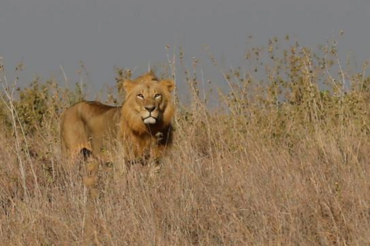 İş adamı safari zamanı aslan hücumu nəticəsində həyatını itirib