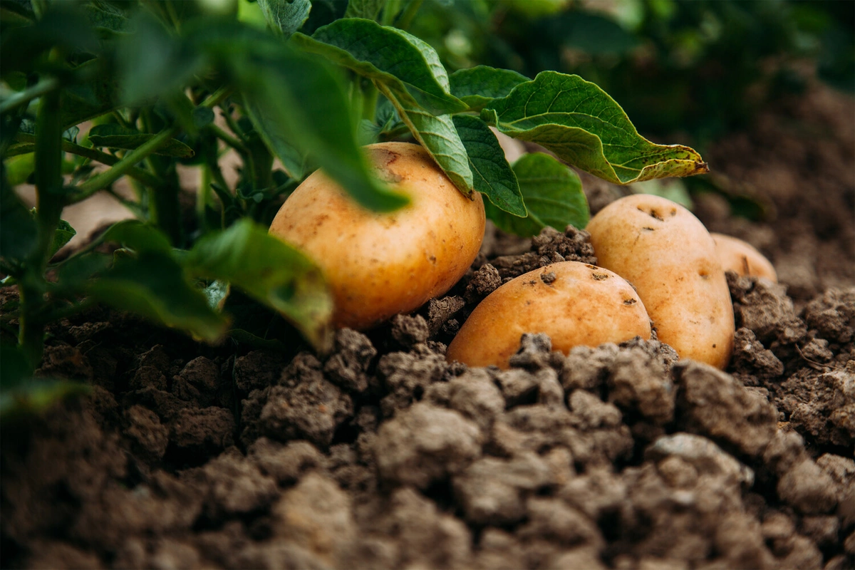 The most dangerous sources of carbohydrates for health have been named