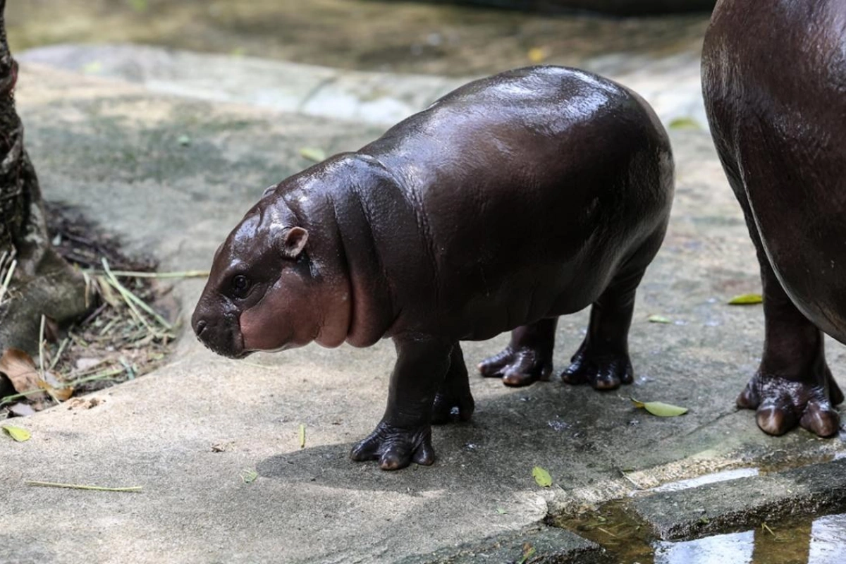 Eskobarın begamotlarının bir hissəsi məhv ediləcək