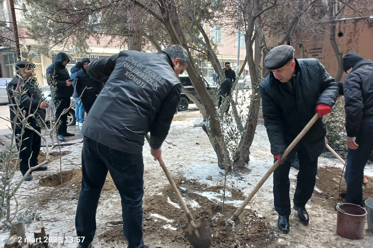 Bakıda qanunsuz ağac kəsimi aşkarlandı