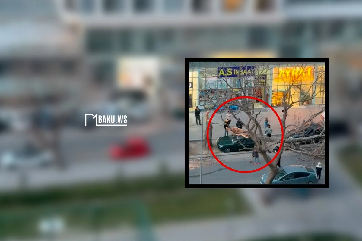 Bakıda quru ağac budağı maşınların üzərinə düşdü