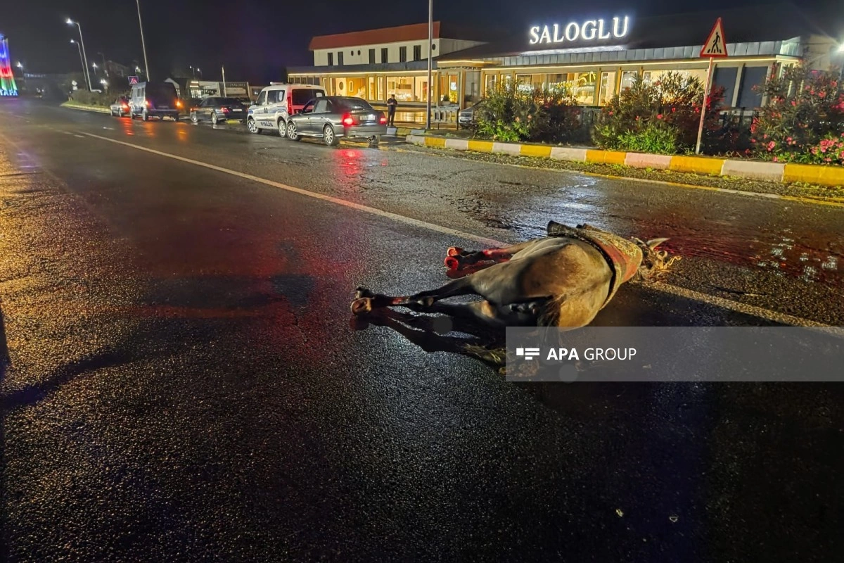 Ağstafada maşın atı vurub, sürücü xəsarət alıb
