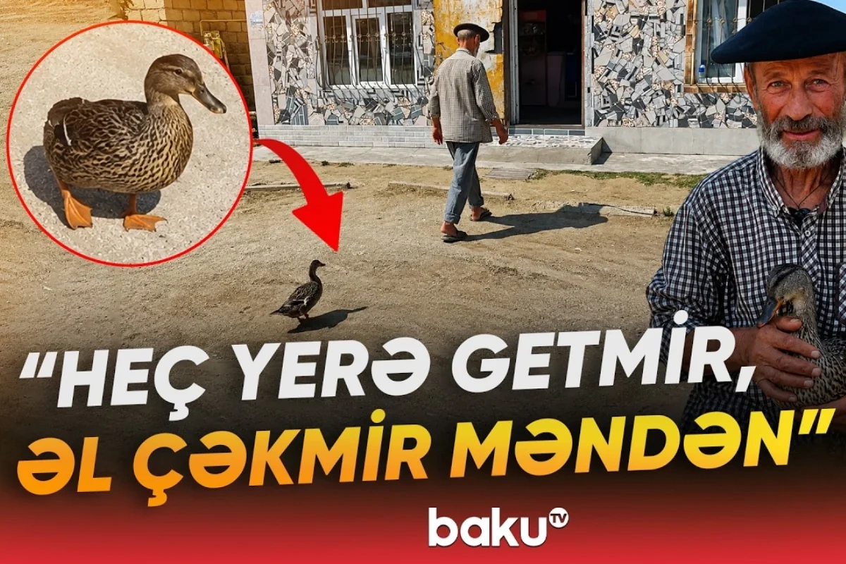 Lənkəranda qeyri-adi ördək: Tənha sahibinin yanından ayrılmır