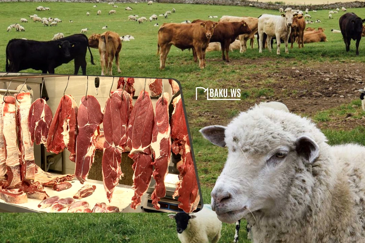 Azərbaycanın ət aldığı Monqolustanla bağlı ŞOK RƏQƏMLƏR